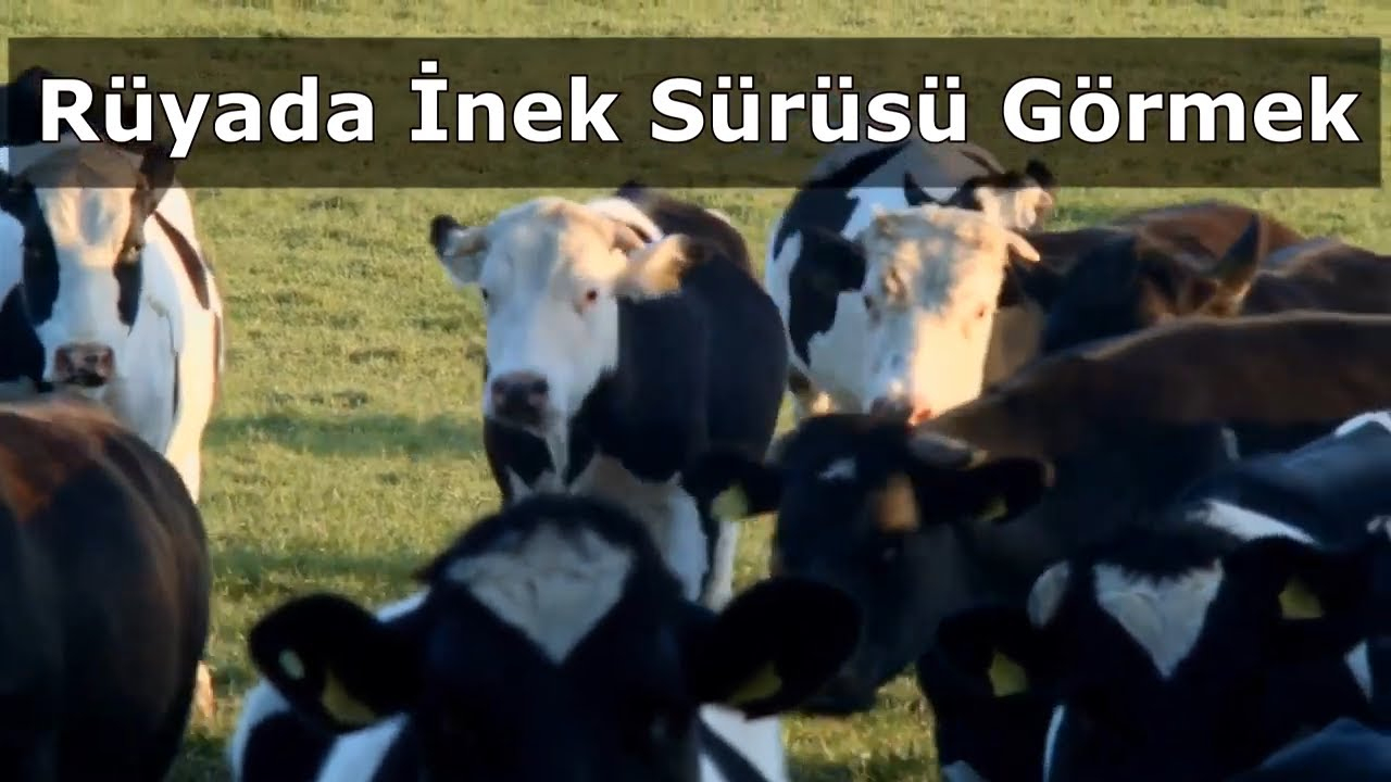 Rüyada İnek Sürüsü Görmek Ne Demek ? Ne Anlama Gelir ? - Kadınların Yeri içeride Rüyada Kaz Sürüsü Görmek