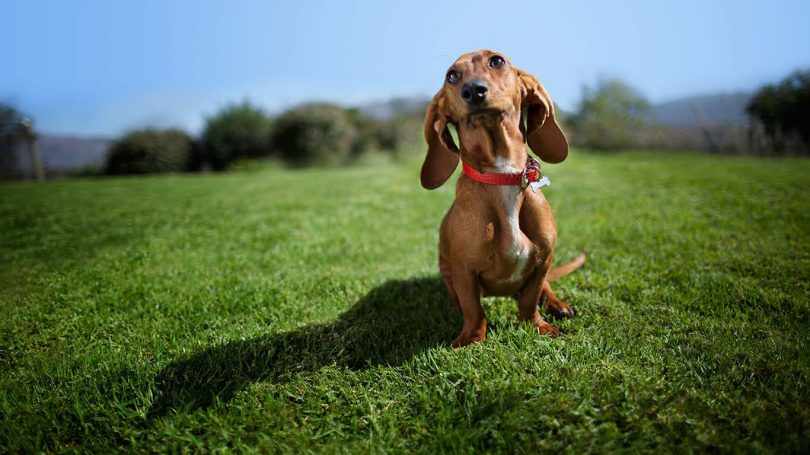 Rüyada Işeyen Köpek Görmek - Rüya Meali amaçlanan Rüyada Köpek Yavrusu Almak