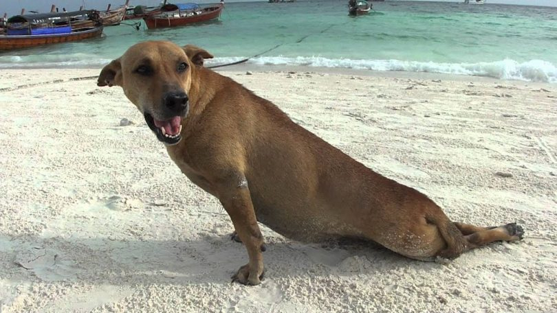 Rüyada Işeyen Köpek Görmek - Rüya Meali içeride Rüyada Köpek Görmek Neyi Temsil Eder