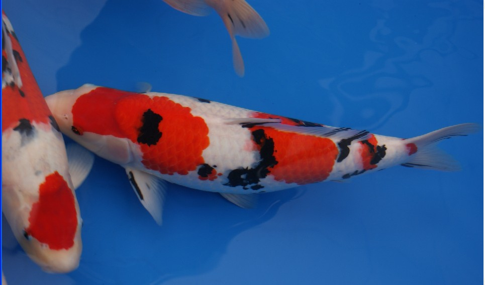 Rüyada Japon Balığı Görmek - Rüya Meali tamamen Ruyada Japon Balığı Olmesi