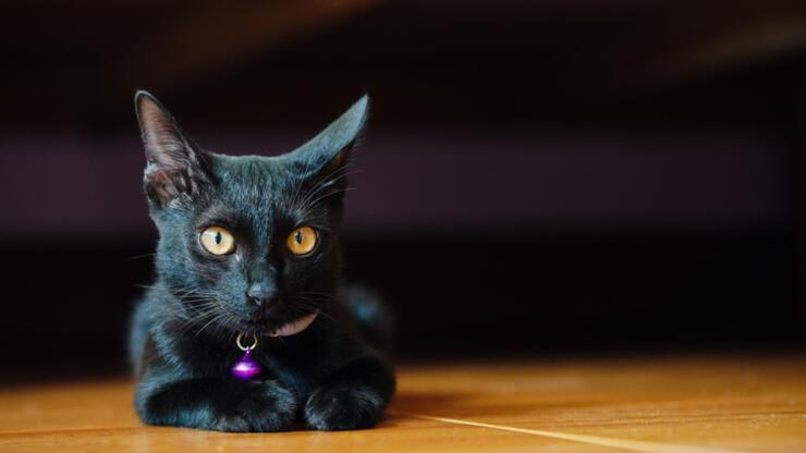 Rüyada Kara Kedi Görmek Ne Anlama Gelir? Rüyada Kara Kedi Sevmek Nasıl tamamen Rüyada Kara Patlıcan Görmek Ne Demektir