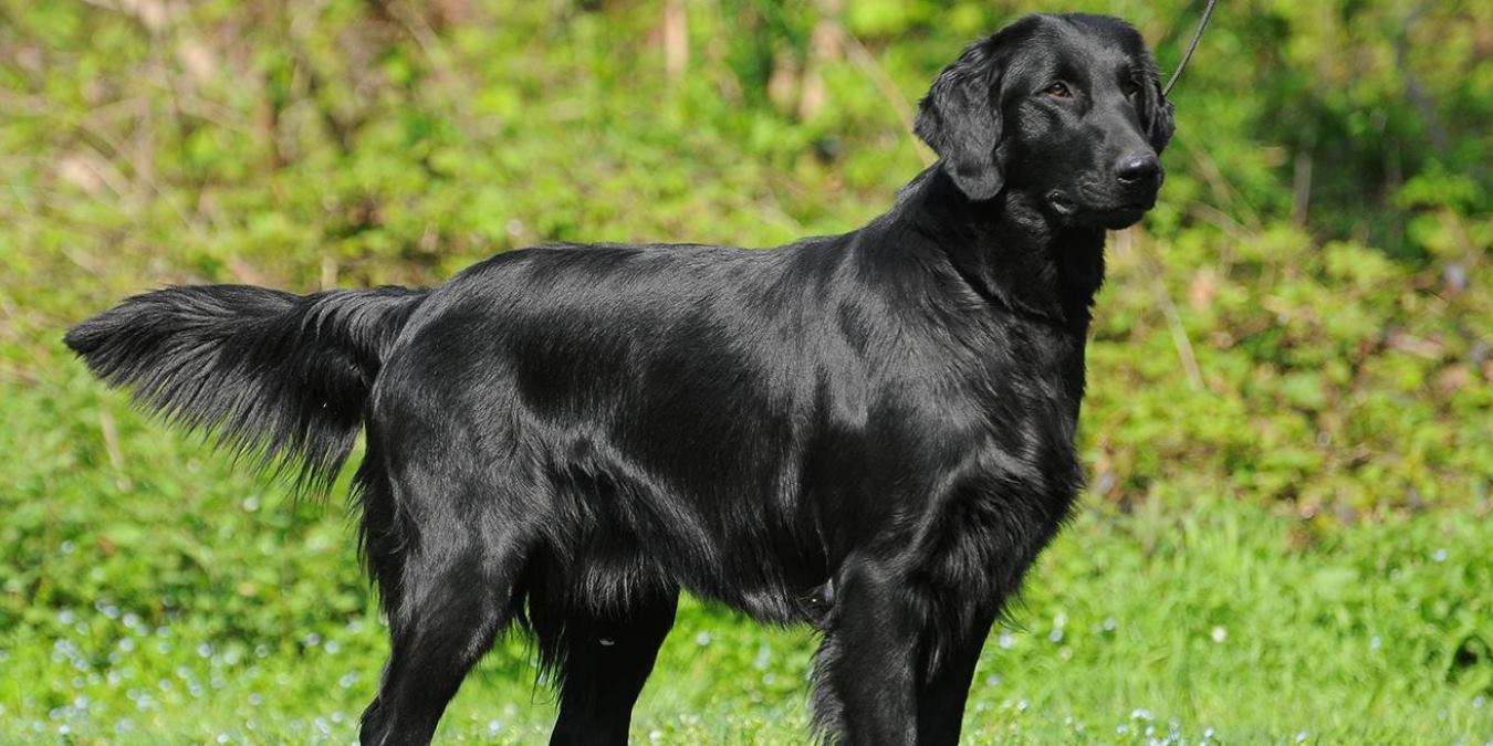 Rüyada Kara Köpek Görmek Ne Anlama Gelir? fiçin Rüyada Siyah Köpek Görmek Ve Korkmak Ne Anlama Gelir