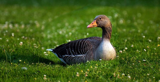 Rüyada Kaz Görmek Ne Anlama Geliyor? Rüyada Kaz Görmenin Tabiri Ve Yorumu ilgili Rüyada Kaz Görmek