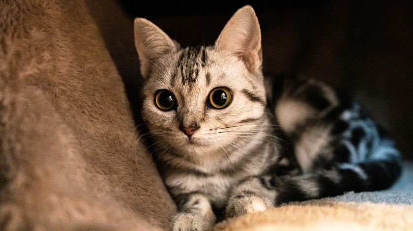 Rüyada Kedi Görmek Ne Anlama Gelir? | Heykedi amaçlanan Rüyada Kedi Isırması