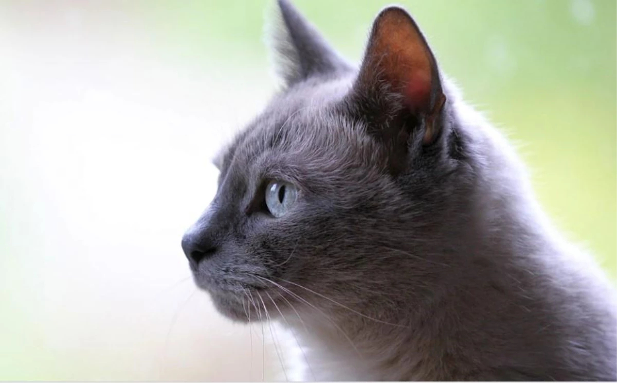 Rüyada Kedi Görmek Ne Anlama Gelir, Neye Işarettir? Rüyada Kedinin içeride Rüyada Siyah Beyaz Kedi Görmek