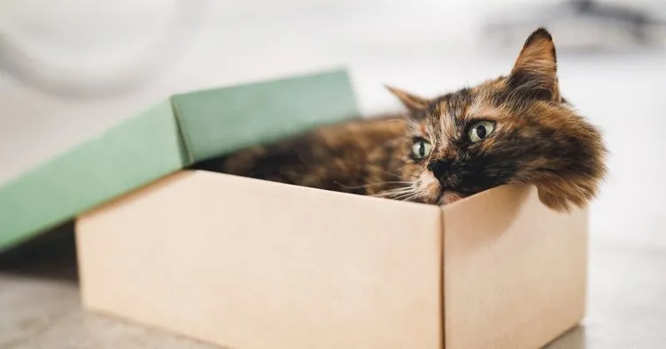 Rüyada Kedi Görmek Ne Anlama Gelir? Rüyada Beyaz, Sarı Ve Siyah Kedi fiçin Rüyada Sarı Kedi Görmek