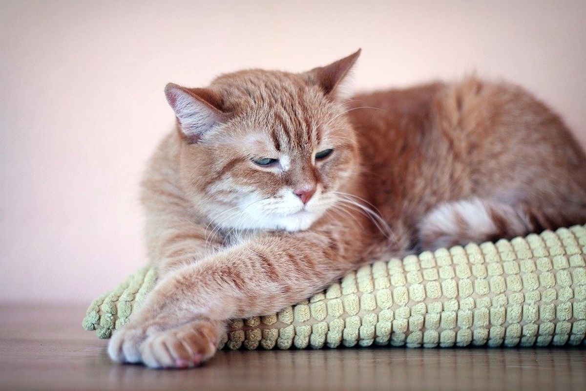 Rüyada Kedi Görmek Ne Anlama Gelir? Rüyada Beyaz, Siyah, Sarı Kedi amaçlanan Rüyada Kedi Görmek