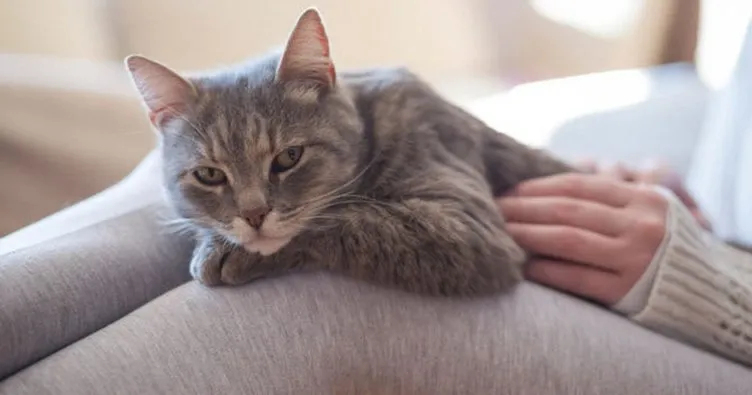 Rüyada Kedi Görmek Ne Anlama Gelir? Rüyada Siyah, Sarı Ve Beyaz Kedi içeride Rüyada Köpekler Görmek