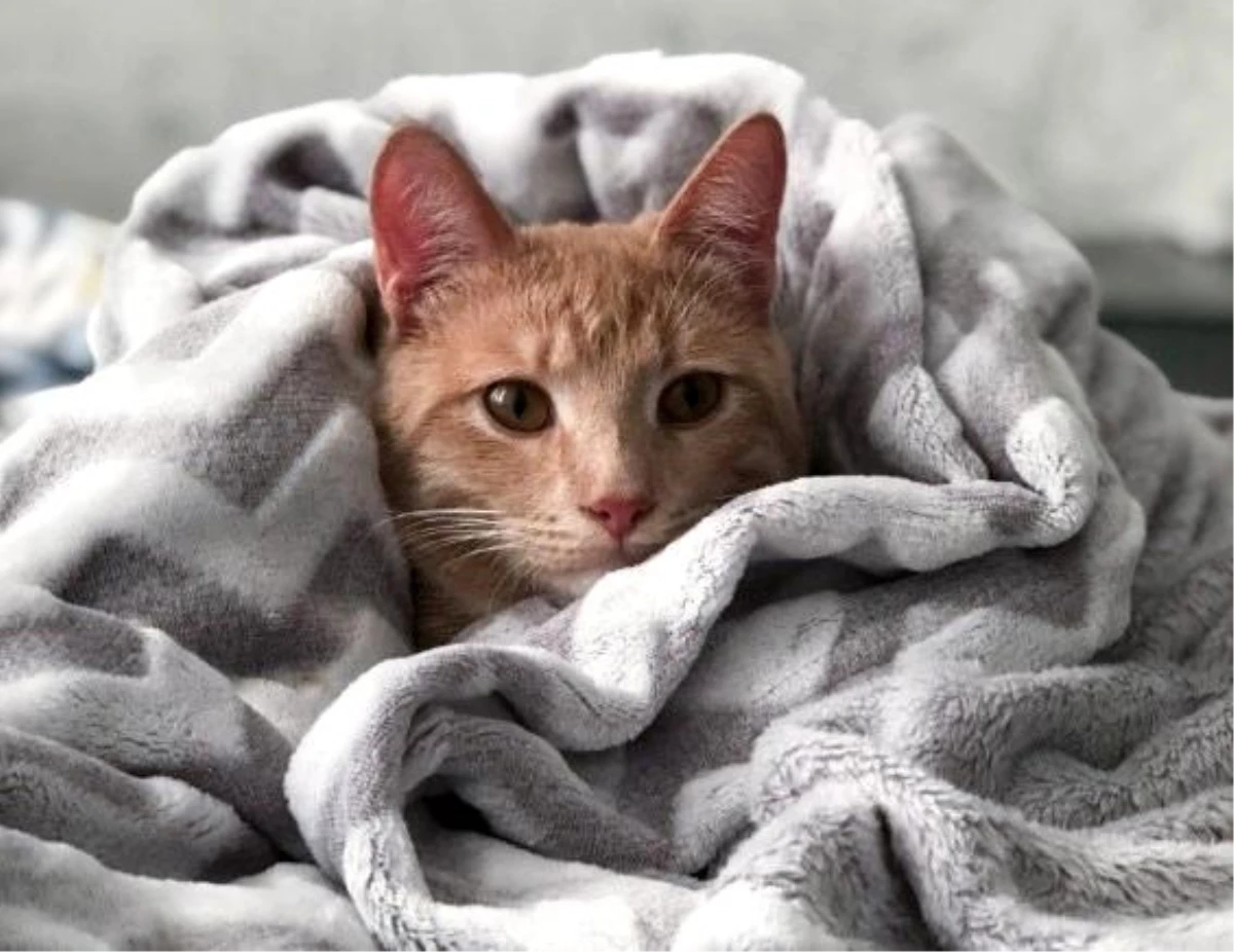 Rüyada Kedi Görmek Ne Anlama Gelir? Rüyada Yavru Kedi Görmek, Rüyada tamamen Rüyada Siyah Kadın Çantası Görmek Ne Anlama Gelir