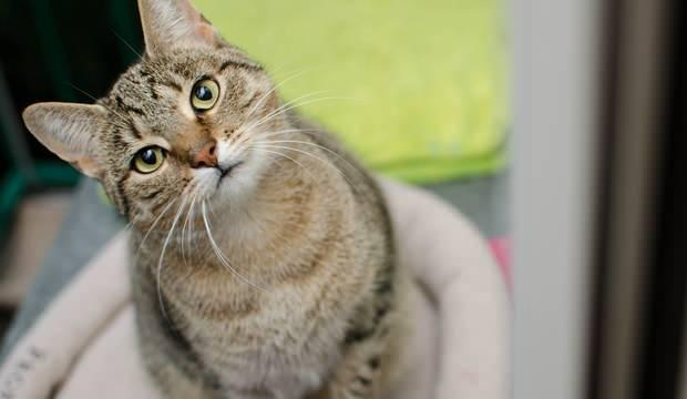 Rüyada Kedi Görmek Ne Anlama Gelir? Rüyadaki Kedinin Tabiri ilgili Rüyada Kedi Görmek Ne Anlama Gelir