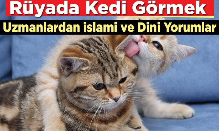 Rüyada Kedi Görmek Ne Anlama Gelir ? | Uyan 32 tamamen Rüyada Küçük Çişini Yaptığını Görmek Ne Anlama Gelir