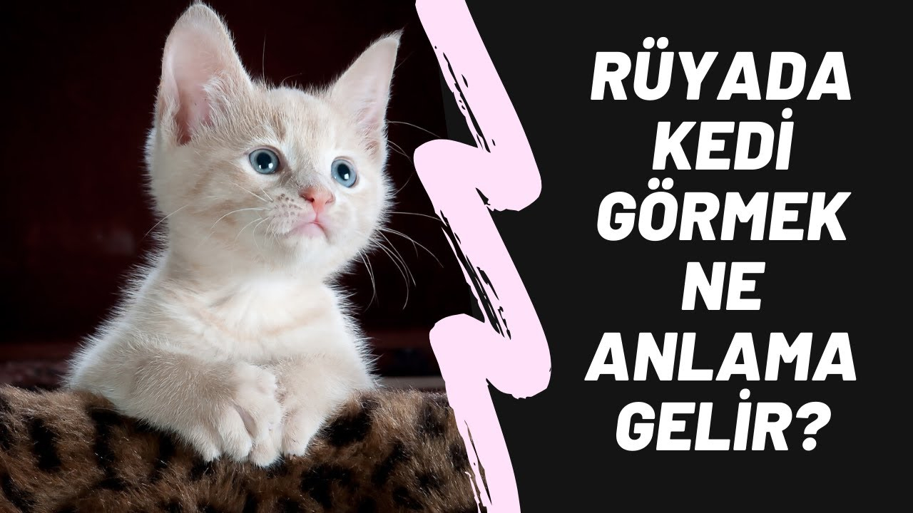 Rüyada Kedi Görmek Ne Anlama Gelir? - Youtube amaçlanan Rüyada Kek Görmek