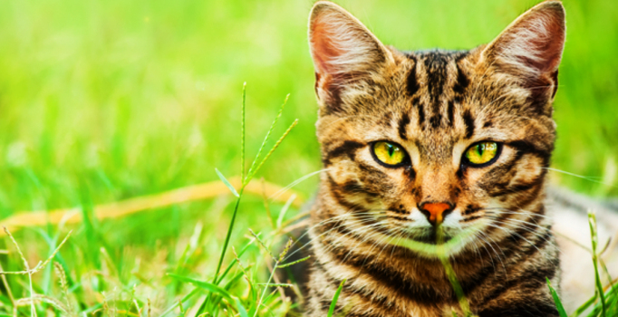 Rüyada Kedi Görmek Ne Anlama Geliyor? ile Rüyada Sarı Kedi Görmek