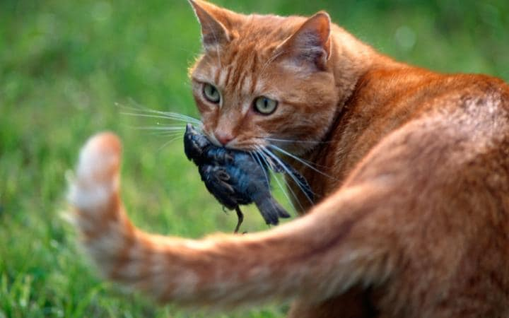 Rüyada Kedi Görmek - Rüya Meali içeride Rüyada Sarı Kedi Görmek