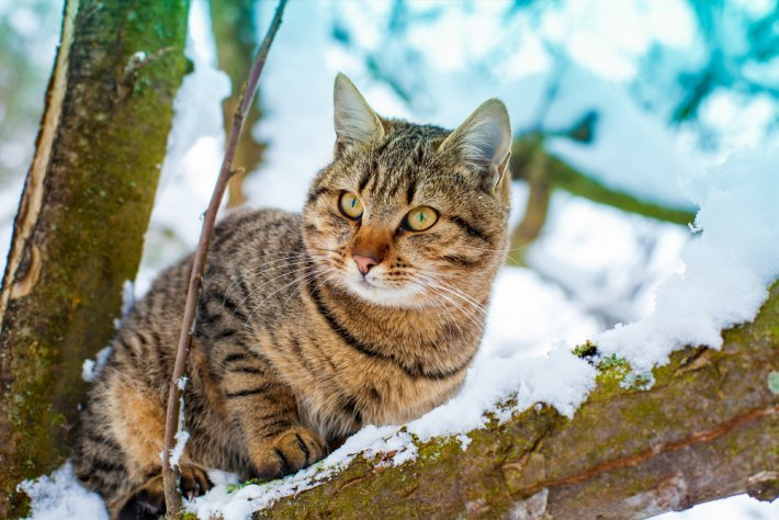 Rüyada Kedi Görmek | Rüya Tabirleri ile Rüyada Kedi Görmek