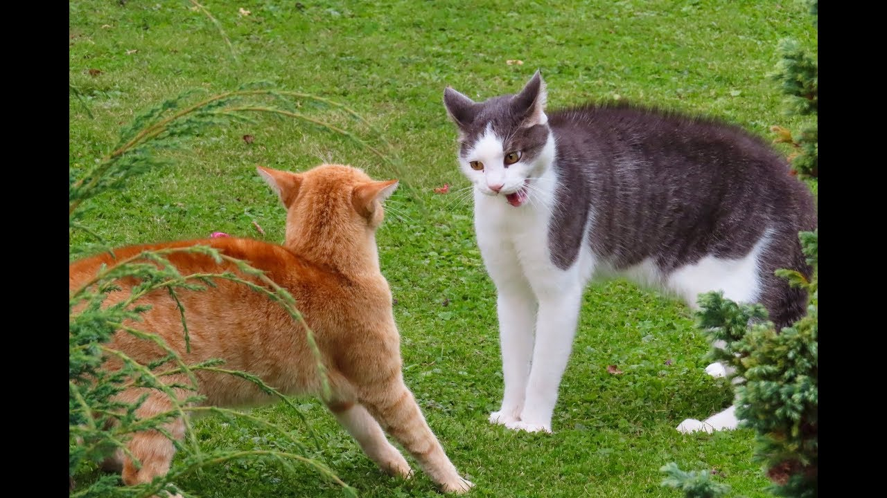 Rüyada Kedi Saldırması Ne Anlama Gelir? - Youtube tamamen Rüyada Kedi Isırması