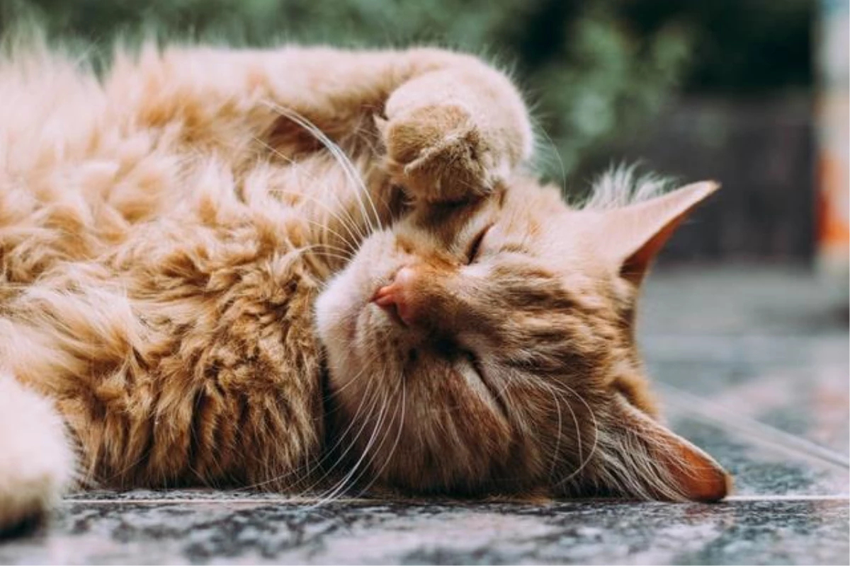 Rüyada Kedi Yavrusu Görmek Ne Anlama Gelir? Rüya Tabirleri - Rüyada fiçin Rüyada Kendi Bebeğini Görmek Ne Anlama Gelir