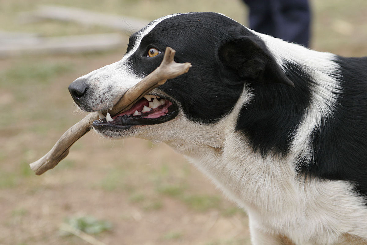 Rüyada Köpeğin Öldüğünü Görmek - Rüyalar Dünyası tamamen Rüyada Köpek Kimi Temsil Eder