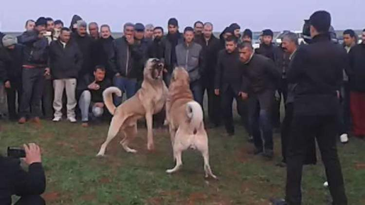 Rüyada Köpek Boğuşması Görmek - Ruyandagor amaçlanan Rüyada Köpek Isırması Ama Acımaması