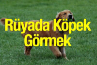 Rüyada Köpek Görmek: Anlamları, Yorumları Ve İşaretleri içeride Rüyada Siyah Köpek Saldırması Ve Kurtulmak