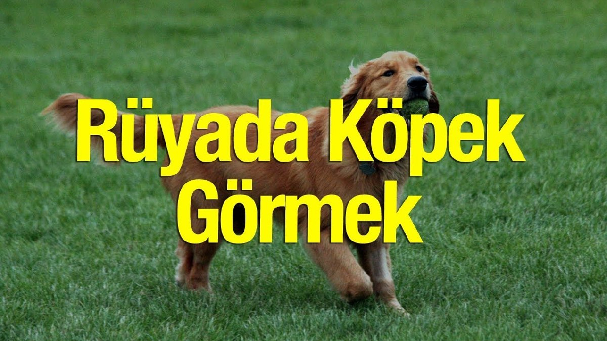 Rüyada Köpek Görmek: Anlamları, Yorumları Ve İşaretleri içeride Rüyada Siyah Köpek Saldırması Ve Kurtulmak