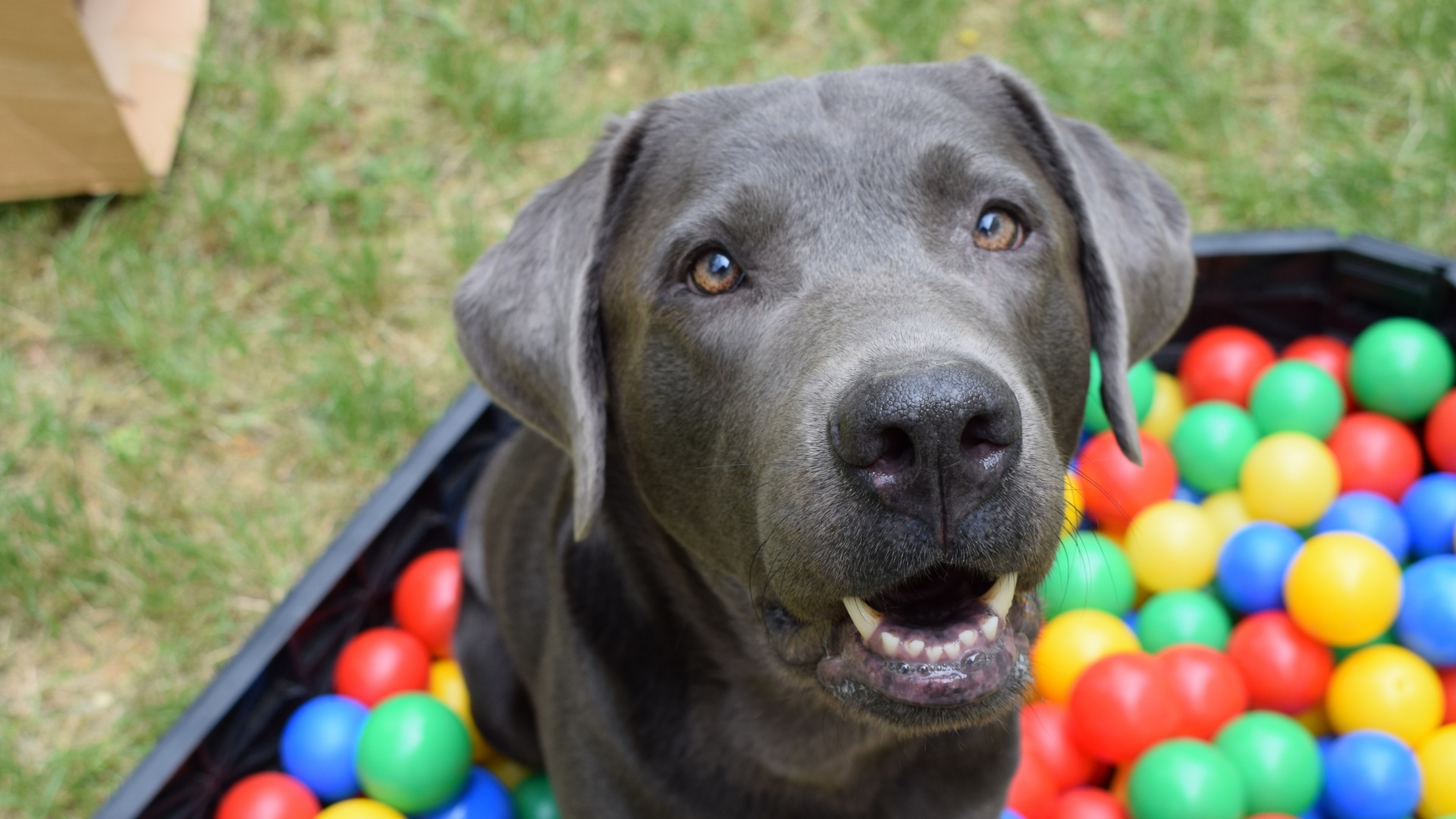 Rüyada Köpek Görmek fiçin Rüyada Köpek Neyi Simgeler