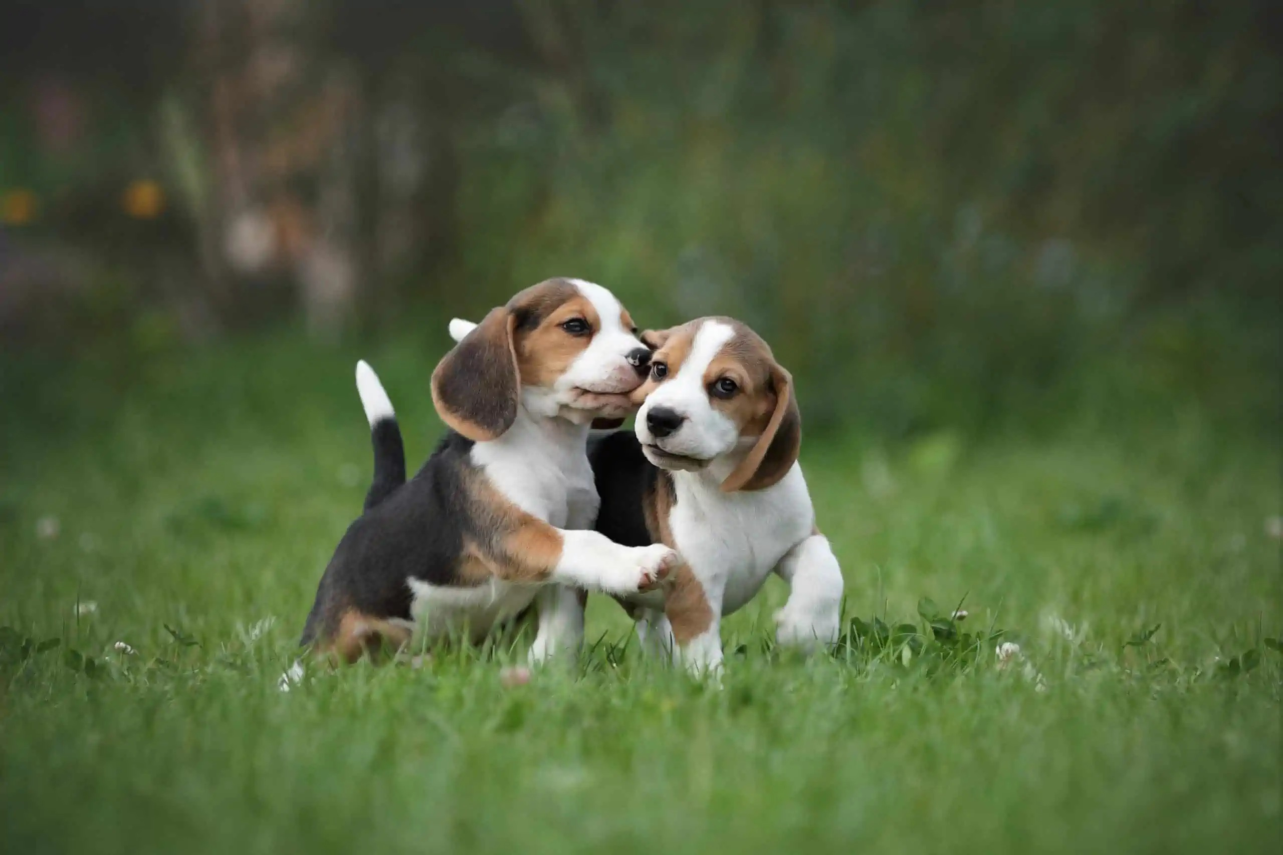 Rüyada Köpek Görmek Ne Anlama Gelir? içeride Rüyada Saldırgan Siyah Köpek Görmek Ne Anlama Gelir