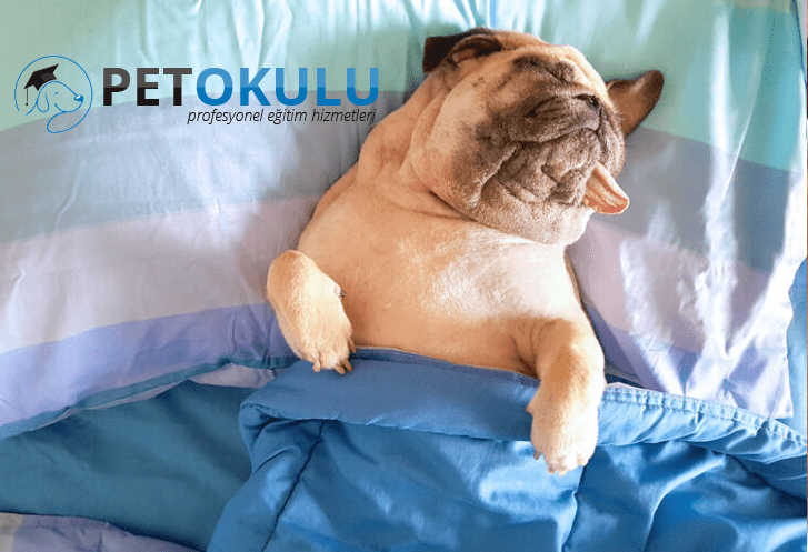 Rüyada Köpek Görmek Ne Anlama Gelir? Köpek Görme | Pet Okulu amaçlanan Rüyada Ölmüş Köpek Görmek