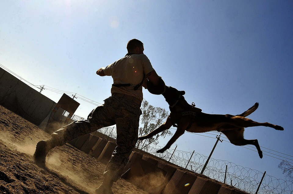 Rüyada Köpek Görmek Ne Anlama Gelir? Köpek Isırması, Köpek Sevmek ilgili Rüyada Köpek Isırması