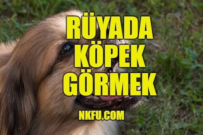 Rüyada Köpek Görmek Ne Anlama Gelir? Köpek Isırması, Köpek Sevmek tamamen Rüyada Köpek Isırması Ama Acımaması