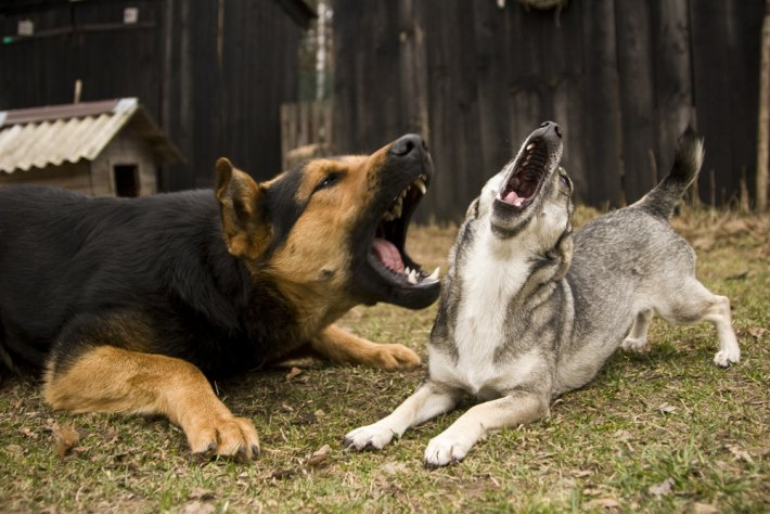 Rüyada Köpek Görmek Ne Anlama Gelir? Neye İşarettir? - Diyadinnet Rüya içeride Rüyada Kahverengi Köpek Görmek