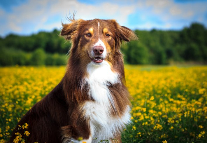 Rüyada Köpek Görmek Ne Anlama Gelir? Neye İşarettir? - Diyadinnet Rüya tamamen Rüyada Köpek Kovalaması Görmek Ne Anlama Gelir