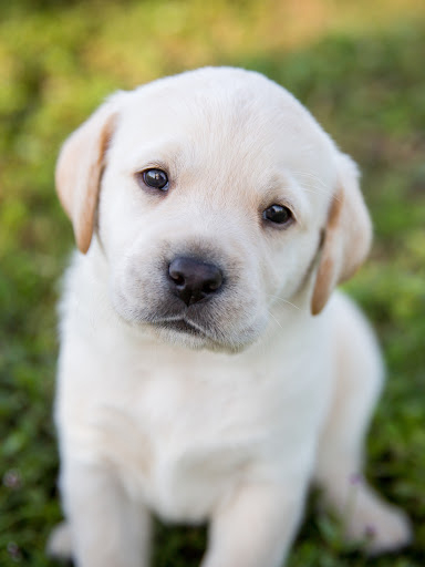 Rüyada Köpek Görmek Ne Anlama Gelir ? | Rüya Tabirleri amaçlanan Rüyada Siyah Köpek Görmek Ve Korkmak Ne Anlama Gelir