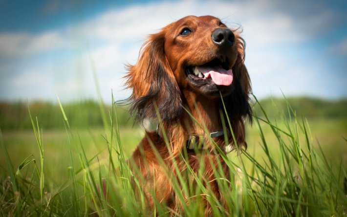 Rüyada Köpek Görmek Ne Anlama Gelir, Rüyada Dişi Köpek Görmek Nedir ilgili Rüyada Saldırgan Köpek Görmek Ne Anlama Gelir