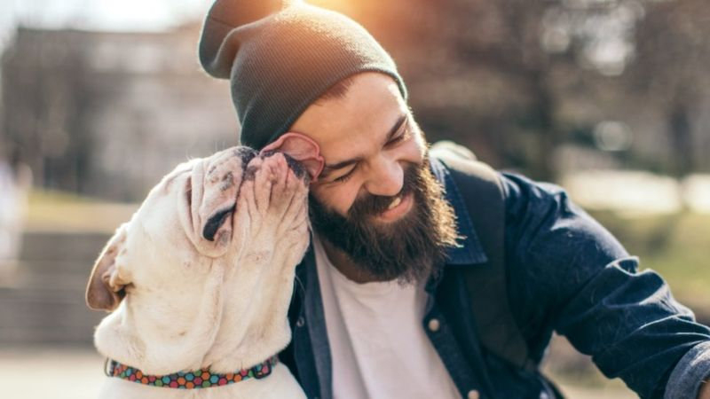 Rüyada Köpek Görmek Ne Anlama Gelir? Rüyada Köpek Görmek Rüya Tabiri amaçlanan Rüyada Köpek Sevmek