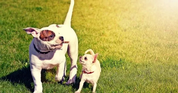 Rüyada Köpek Görmek Ne Anlama Gelir? Rüyada Köpek Isırması Ne Demek? amaçlanan Rüyada Köpek Isırması