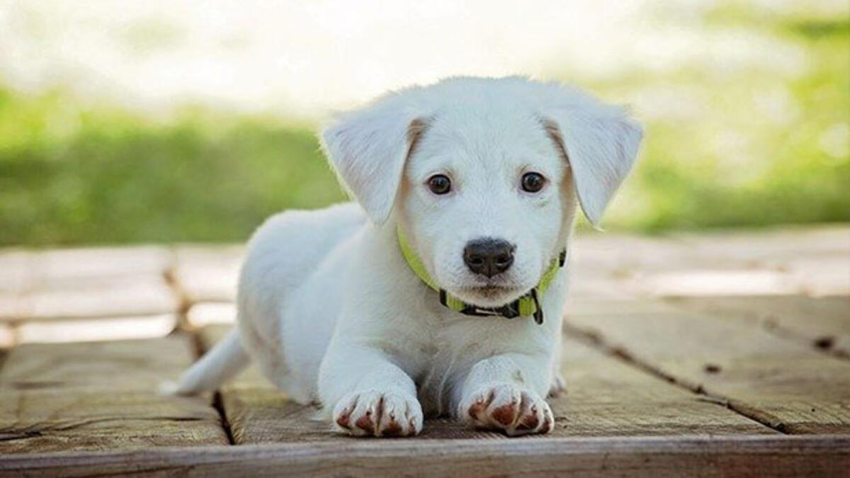 Rüyada Köpek Görmek Ne Anlama Gelir? Rüyada Köpek Isırması Ve fiçin Rüyada Siyah Köpek Görmek