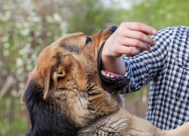 Rüyada Köpek Görmek Ne Anlama Gelir? Rüyada Köpek Saldırması, Isırması tamamen Rüyada Köpek Sevmek