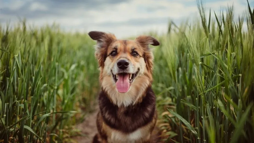 Rüyada Köpek Görmek Ne Anlama Gelir? Rüyada Yavru Köpek Görmek ile Rüyada Köpek Isırması Ama Acımaması