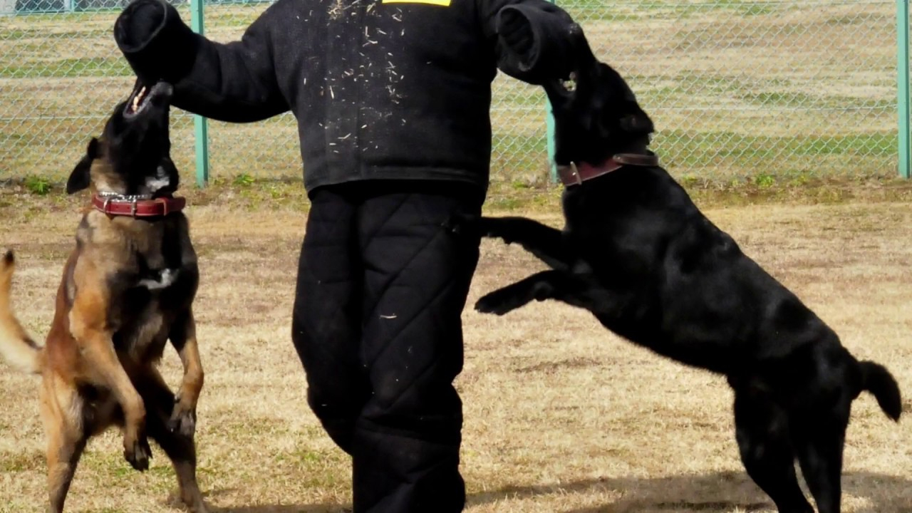 Rüyada Köpek Görmek Ne Anlama Gelir? - Youtube amaçlanan Rüyada Köpek Görmek Ve Onu Sevmek Ne Anlama Gelir