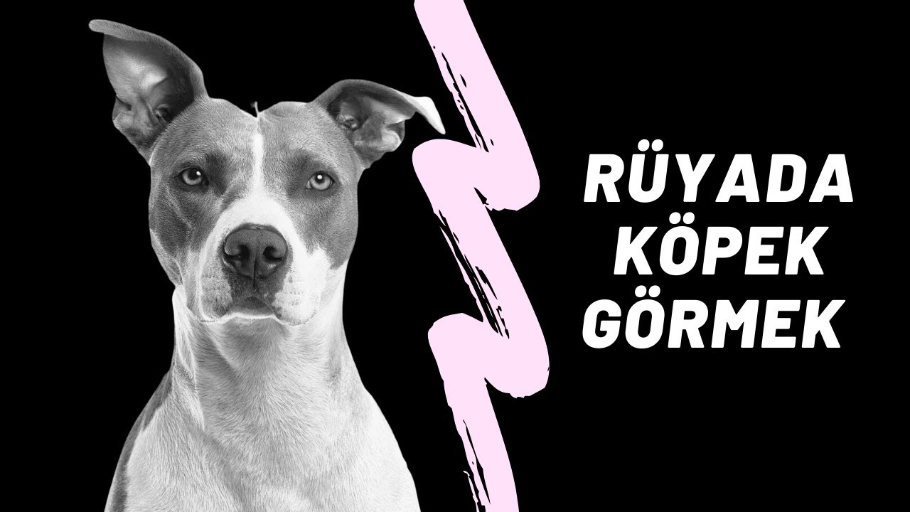 Rüyada Köpek Görmek Ne Anlama Gelir? - Youtube fiçin Rüyada Patlıcan Gormek Ne Anlama Gelir