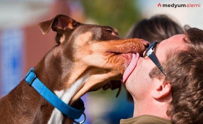 Rüyada Köpek Görmek Ne Demek? İslami Ve Dini Anlamı - Medyumalemi içeride Rüyada Ölmüş Köpek Görmek