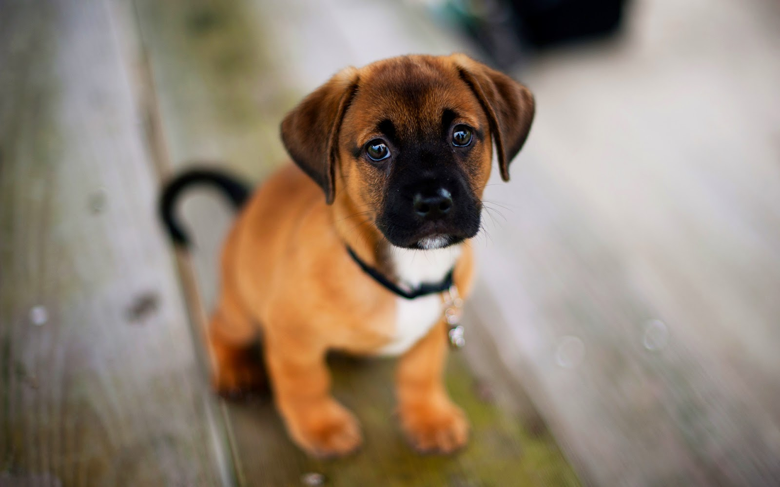 Rüyada Köpek Görmek - Rüya Tabi̇rleri̇ içeride Rüyada Ölmüş Köpek Görmek