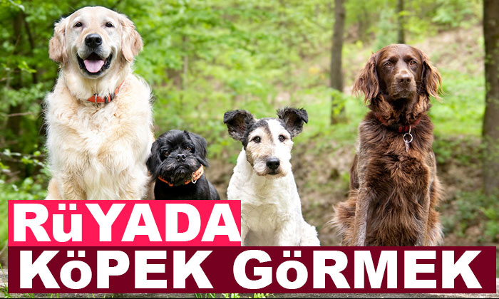 Rüyada Köpek Görmek | Uyan 32 fiçin Rüyada Köpek Saldırmak Ne Anlama Geliyor