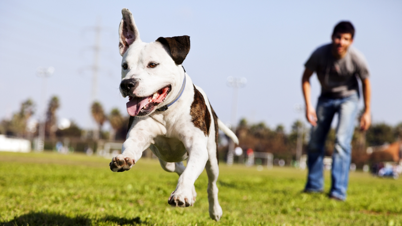 Rüyada Köpek Görmek Ve Korkmak - Rüya Meali fiçin Rüyada Köpeğin Seni Yalaması