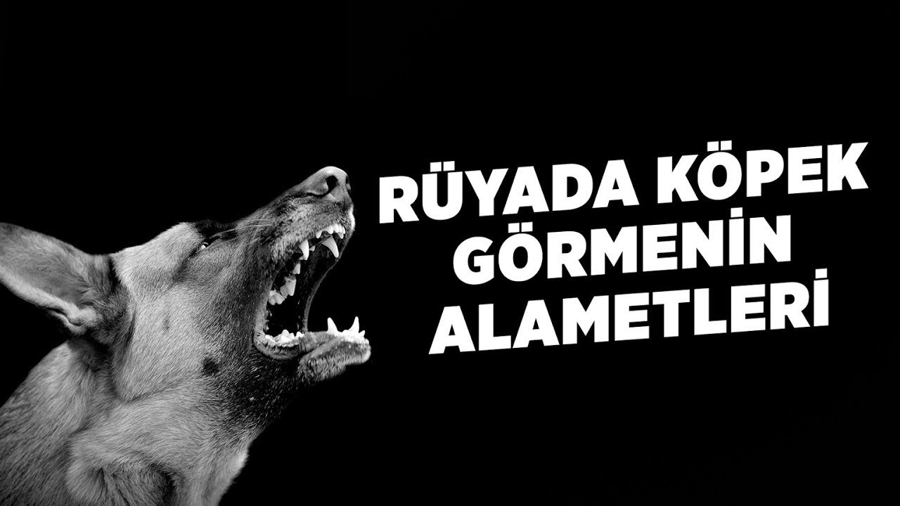 Rüyada Köpek Görmenin Alametleri - Youtube içeride Rüyada Siyah Bir Köpek Görmek Ne Anlama Gelir