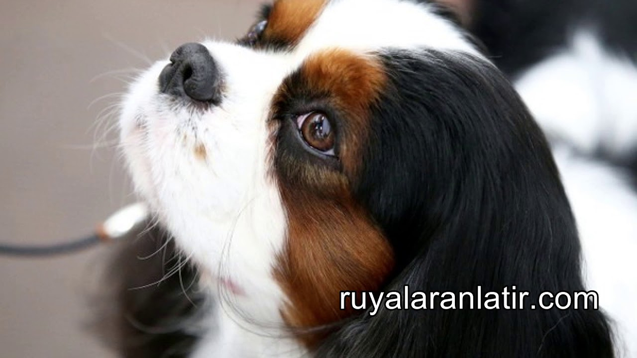 Rüyada Köpek Havlaması &amp;amp; Rüyada Köpek Sürüsü Görmek &amp;amp; Rüyada Yavru amaçlanan Rüyada Köpek Kovalaması Ve Kaçmak