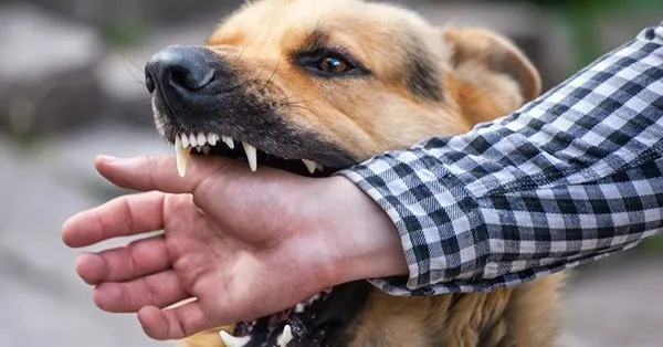 Rüyada Köpek Isırdığını Görmek Ne Anlama Gelir? - Takvim tamamen Rüyada Siyah Köpek Görmek Ne Anlama Gelir