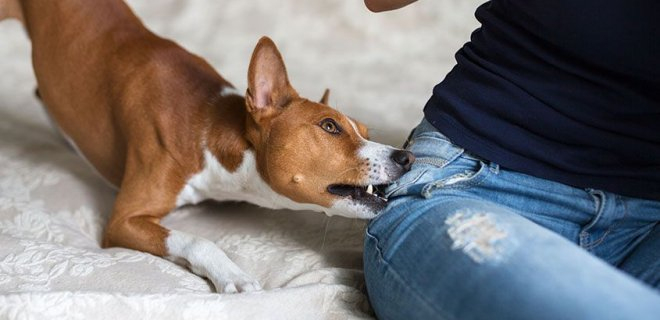 Rüyada Köpek Isırması Görmek Ne Anlama Gelir? fiçin Rüyada Köpek Kimi Temsil Eder