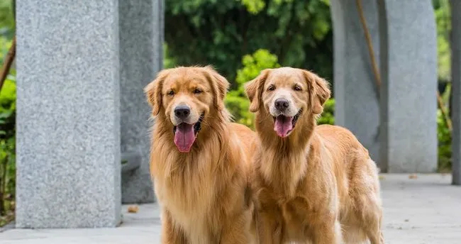 Rüyada Köpek Isırması Köpek Saldırması Isırması Ve Kovalaması Hakkında fiçin Rüyada Köpek Saldırması Ve Kurtulmak